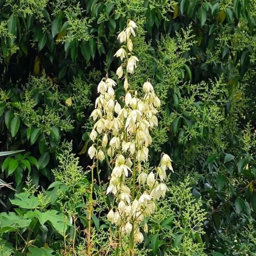 Semi di Yucca Filamentosa, rare prodotti sostenibili semi di da esterno resistenti verdi semi di selvatici 10pcs