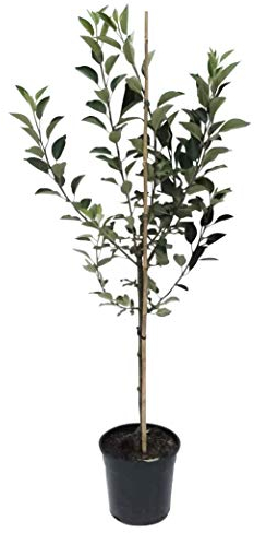 Gloster Apfelbaum Winterapfel süß säuerlicher Geschmack Buschbaum ca. 110-140 cm 9,5 L Topf MM 111