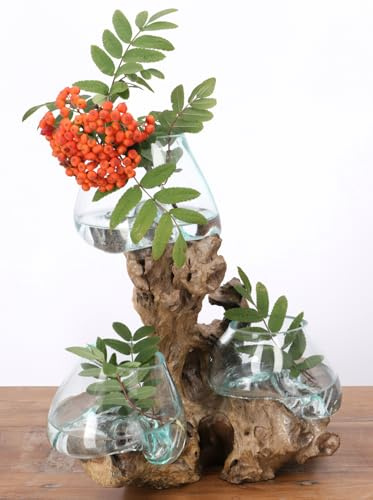 GURU SHOP Exotische Wurzelholz Vase mit 3 Gläsern - 3 xØ Glas bis 10 cm | Einzelstück aus Kaffeebaumholz, Recyclingglas, vielseitig einsetzbar, stimmungsvolle Lichtquelle, Höhe 30-50 cm.