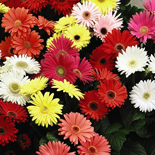 Gerbera jamesonii Seeds 'T&M Mixed' F2 Hybrid Barberton Transvaal Daisy Tender Perennial Easy to Grow Your Own Indoor Houseplant Outdoor Flowers 1x Packet (Approx. 30 Seeds) by Thompson and Morgan