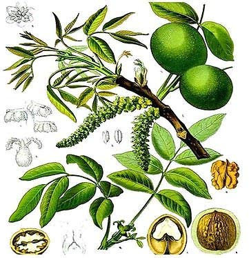 (5) noce inglese, Juglans regia SEMI semi di albero - Eccellente albero di ombra