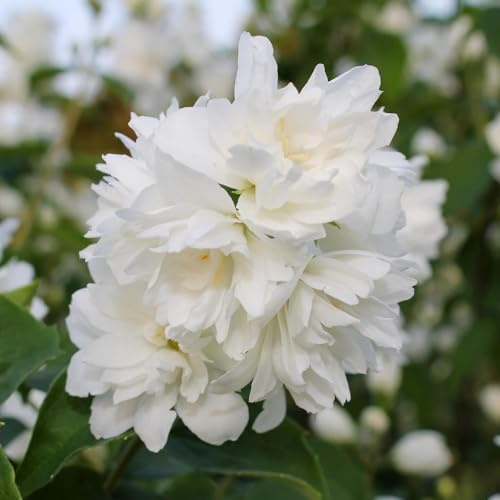 Bauernjasmin Philadelphus Snowbelle – Duftende Weiße Blüten – Wenig Pflege – 17 cm Höhe 45 cm – Für Garten, Terrasse & Balkon