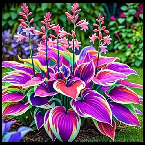 Brilliant Hosta,Kältefeste dauerhafte Ungewöhnliche,SchmetterlingHosta,Gartenkultur von Funkien,Blütenbildend, Optimale Gartenpflege, Einzigartige Hosta-10 zwiebeln-I