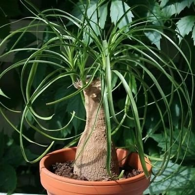 Coda di cavallo Palm Seeds (Beaucarnea recurvata) 20 + Semi