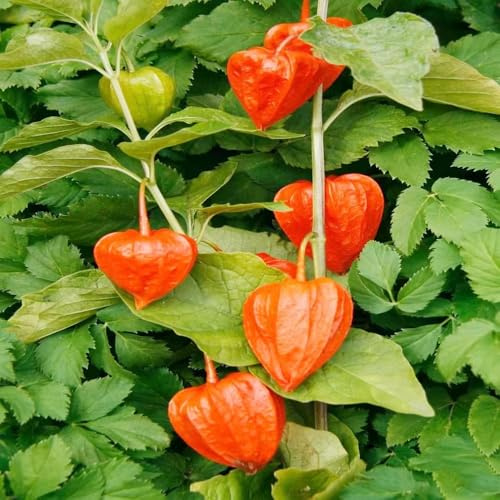 semillas de physalis resistentes, jardín de semillas balcón jardín techo verde balcón resistentes, Las 120pcs