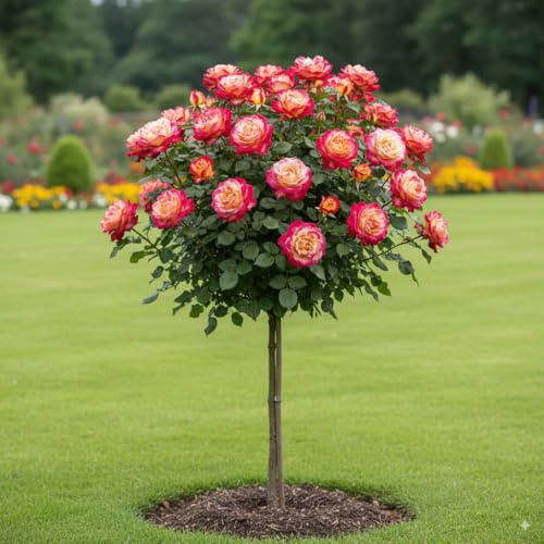 EUROPA GREEN Rosa de Pie Alto - 120 cm de Altura, Ideal para balcón, terraza, jardín pequeño, Apto para macetas y Campo Abierto (Double Delight)