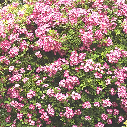 Historische Strauchrose 'Mozart®'