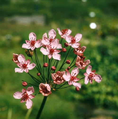 Butomus umbellatus 'Rosenrot' ca. 9x9 cm Topf - Schwanenblume, rosafarbene Blüten, Blütezeit Juni-August, ideal für Teichränder, bienenfreundlich, pflegeleicht