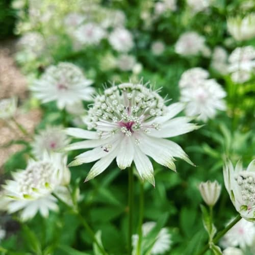 semi di ombrella stellata di campo, aiuole rialzate stella ombrella to perenne, primaverile per balcone, aiuola da seme 125pcs