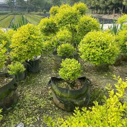 siepe di ligustro semi decorazione interni letto elevato decorativi bonsái ufficio giardino rocce balcone resistenti Letti 150pcs