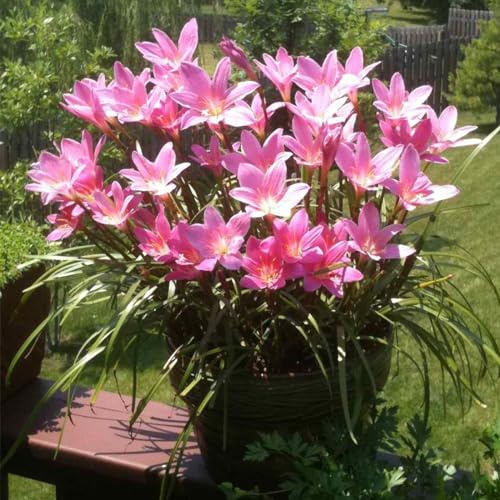 Lampadine Profumate,Bulbi Di Giglio Di Pioggia,Fiori Decorativi,Naturale, Salutare,Purificazione Dell'Aria,Lungo Periodo Di Fioritura-15 Bulbi-A