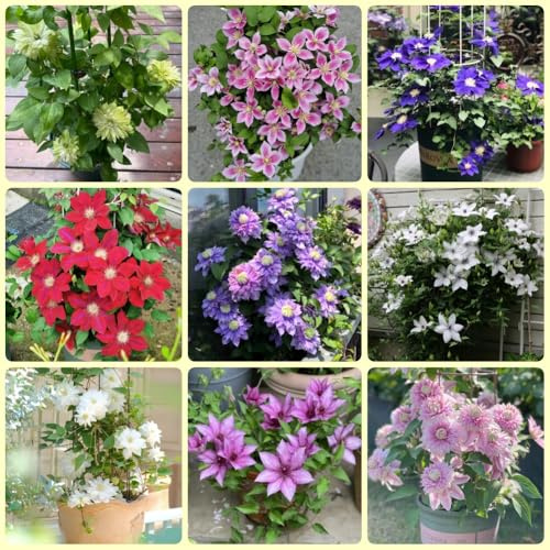 Clematis, garten Clematis florida, Kletterpflanze, balkon blumendeko seltene exotische 5Zwiebeln