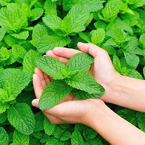 Smilikee Herb Seeds - Graines de Menthe Verte - Bonsaï - 500pcs