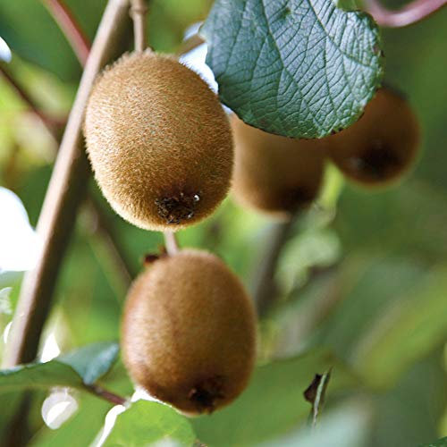 YouGarden Kiwi Fruit Plant, Actinidia deliciosa 'Jenny', Established Plant in 9cm Pot, Ready for Your Garden