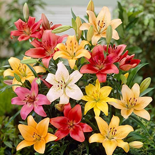 Lilium Asiatic - Enhances Your Summer Landscape – Summer Flowering Bulbs – Perennials – for Your Beautiful Garden (3 x Lilium Asiatic Mixed)