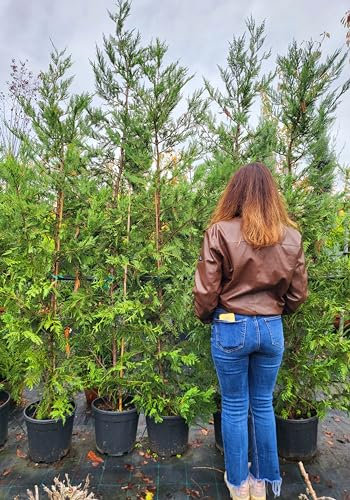 POWERS TO FLOWERS - CIPRESSO LEYLANDII (Cupressocyparis Leylandii) PIANTA PER SIEPE, VASO 27CM DIAMETRO, ALTEZZA MINIMA 170CM, piante vere