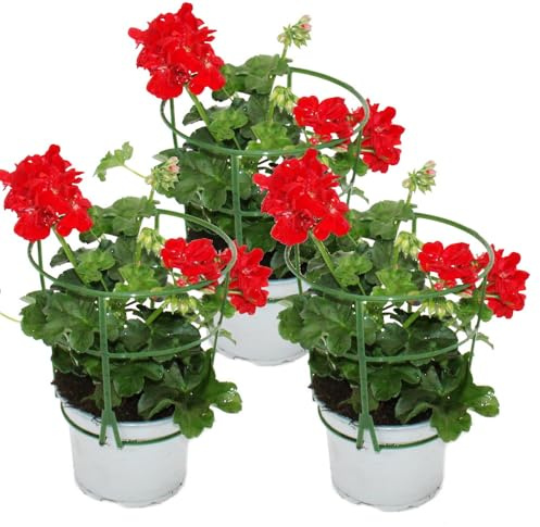 Geranios colgantes – Pelargonium peltatum – Maceta de 12 cm – Set de 3 plantas – Rojo claro