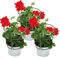 Geranien hängend - Pelargonium peltatum - 12cm Topf - Set mit 3 Pflanzen - hellrot