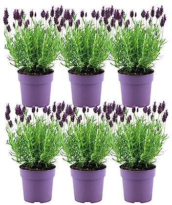 Plants by Frank – 6er Set Französischer Lavendel | Schopflavendel | 6 x Lavandula stoechas Anouk® 13 cm Topf - Lavendel Pflanze - Frisch aus der Gärtnerei