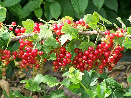 Groseillier à Grappes Joncker Van Test C 1, 5 Litres