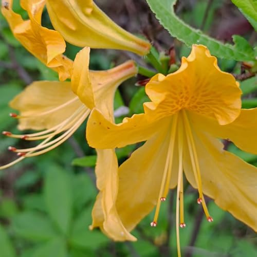 RhododendronSamen, Azalee, für sonnige plätze steingartenpflanzen stauden winterhart mehrjährig blumensamen balkon 250Samen