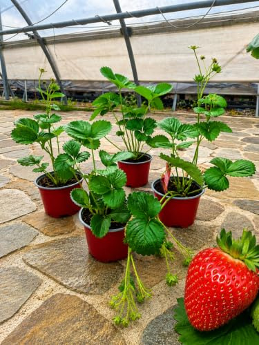 POWERS TO FLOWERS - FRAGOLA QUATTRO STAGIONI, 4 PIANTE VASO 12 CM DIAMETRO BIO, Piante vere
