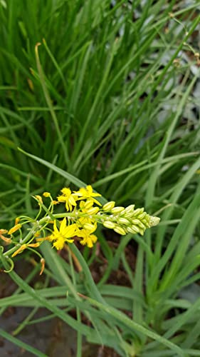 Bulbine frutescens 'Yellow' / Bulbine jaune/Conteneur de 2 à 2.9 litres