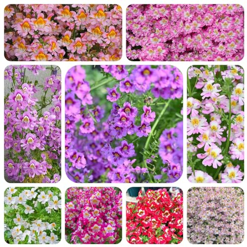 semi di orchidea del contadino - perenni, tappezzanti, resistenti, aiuole rialzate da giardino interno 550pcs