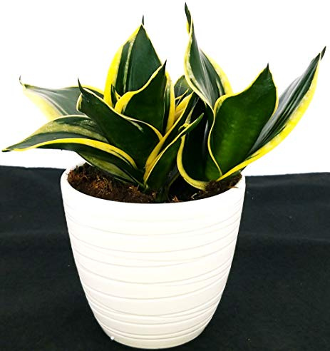 POWERS TO FLOWERS - SANSEVERIA TRIFASCIATA BLACK STAR IN VASO CERAMICA BIANCO RIGATO, pianta vera