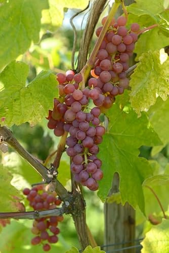 Vanessa, pilzfeste Weinrebe, rote, kernlose Beeren, im Topf