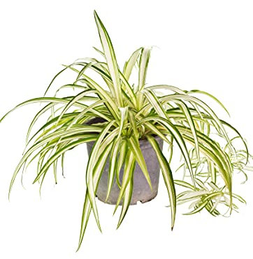 All Occasions, Chlorophytum Variegatum - Spider Plant Real Indoor Plant for Home, Bedroom, Kitchen and Living Room, Perfect for Clean Air, Delivered Next Day Prime