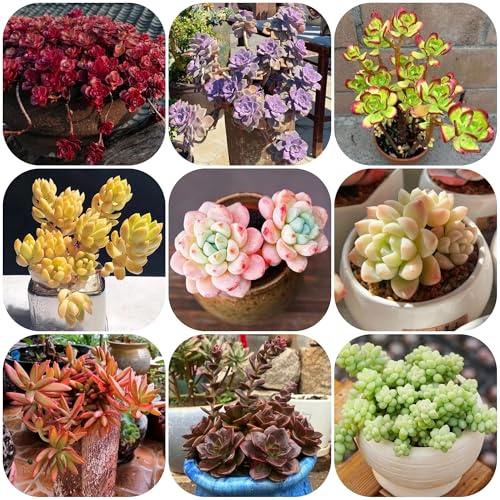 semillas resistentes de sedum para el jardín, sedum Decoración de jardín para exterior, balcón, perenne resistente 180pcs
