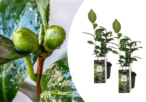 Bloomique - 2er-Set - Camellia Sinensis - Teepflanze - Machen Sie Ihren eigenen Tee - Winterhart - Höhe 20-30 cm - Topf 10,5 cm