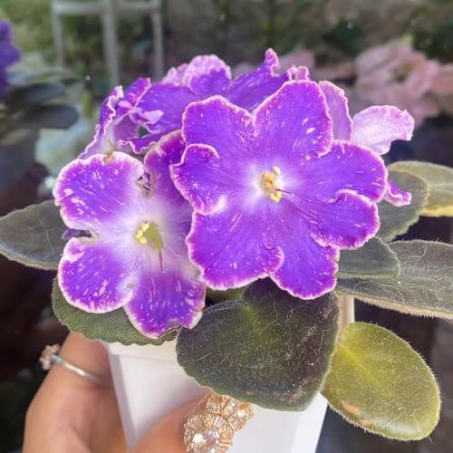 usambaraveilchen wildblumen 250samen x Einzigartiges