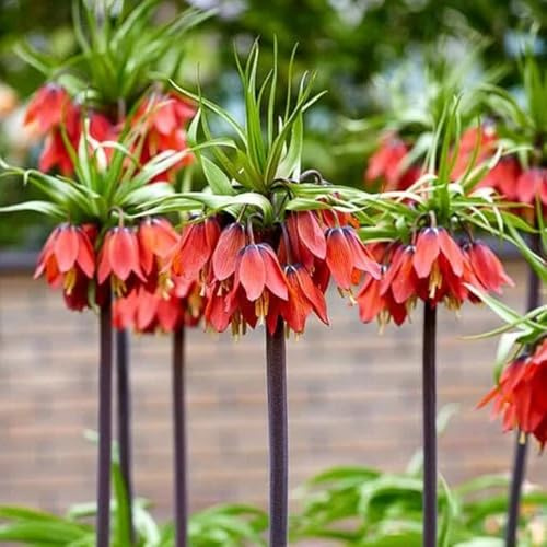 imperiale coronata - balcone giardino 8Bulbi