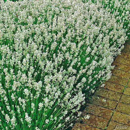 GARTEN SCHLÜTER® Lavendel 'Alba' Lavandula angustifolia - Topf | 3 winterharte Pflanzen mit leuchtend weißen Blüten als Hecke oder Busch