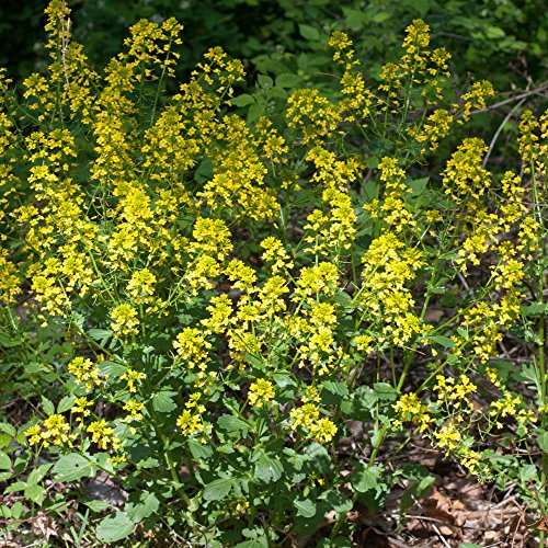 Frozen Seed Capsules - Yellow Rocket (Barbarea vulgaris) - Grow Now or Store for Future Planting - Capsule of 30 Seeds