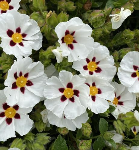 Carbeth Plants Cistus Snowfire Rock Rose Plant 2 x 9cm Pots - Hardy Evergreen Flowering Shrub for UK Gardens - Drought Tolerant Low Maintenance - Ideal for Sunny Borders, Gravel & Coastal Gardens