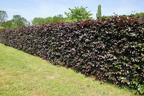 15st. Fagus sylvatica Purpurea 125-150cm im Topf– Blutbuche | ideal als Heckenpflanze | Purpurrotes Laub, robust & schnittverträglich – ideal für Garten & Park | Blutbuche | Hecke