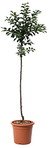 KENTIS - Prune Mirabelle de Nancy - Vraies Plantes d'Extérieur - Prunus Domestica - Arbre Fruitier de Jardin d'Ornement - Pot de Culture Ø 24 cm