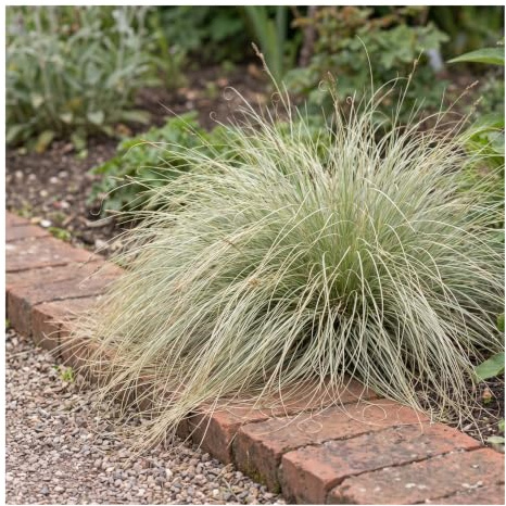 Stauden Gänge 3 x Carex comans 'Amazon Mist' Neuseeland Segge winterhart | Niedriges Ziergras für Sonne bis Halbschatten, Blüte August bis Oktober, mehrjährig, 1 L Topf (11x11 cm)