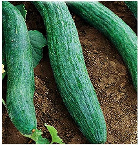 COCOMERO TORTARELLO ABRUZZESE SCURO NR.40 SEMI