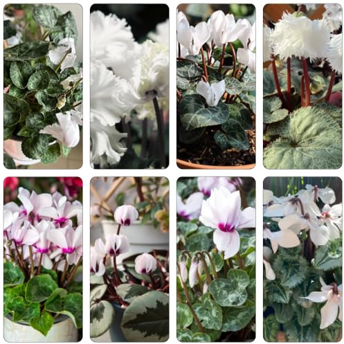 ciclamino - giardino ombra, semi resistenti di perenni interni esotici riverdimento tetti interni giardino 200pcs
