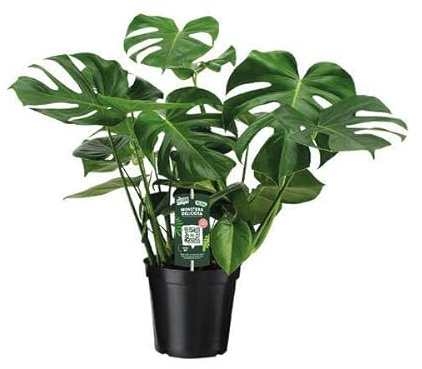 Monstera Deliciosa – Köstliches Fensterblatt – Zimmerpflanze – Ø21cm 65cm – Tropisches Flair – Pflegeleicht – Luftreinigend – Indoor Grünpflanze