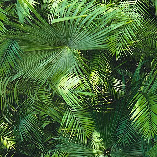 Carta da parati tnt (tessuto non tessuto) tropicale giungla jungle bagno Verde Nero/Antracite 362001 36200-1 A.S. Création Neue Bude 2.0 | Verde/Nero/Antracite | Rotolo (10,05 x 0,53 m) = 5,33 m²