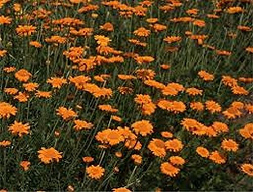 Portal Cool Marguerite Margherita Arancione (Anthemis Tinctoria Kelwayl) - 100 semi- Bogo 50% di sconto