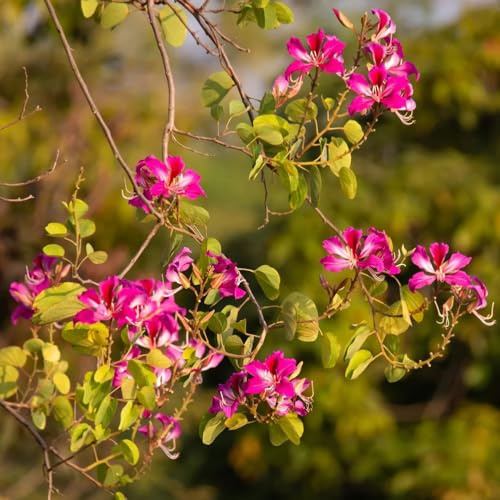 semillas de orquídeas, interior de orquídea, interior exóticas resistentes de jardín, 40pcs