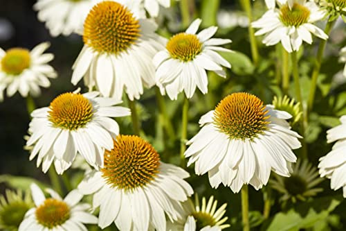 Echinacea purpurea 'PowWow White' 9x9 cm Topf – Winterhart, Mehrjährig, Pflegeleicht – Weißer Sonnenhut – Staude für Beet & Garten