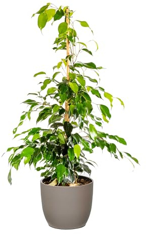 Bonplants Ficus Benjamin, Pianta Vera Sempreverde, Vaso 21 cm, h 105 cm (Vaso Tortora)
