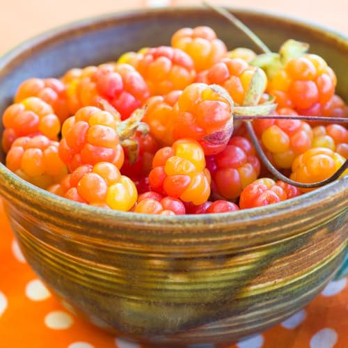 rovo camemoro - Rubus chamaemorus semi biologici semi selvatici nano perenni resistenti 30pcs